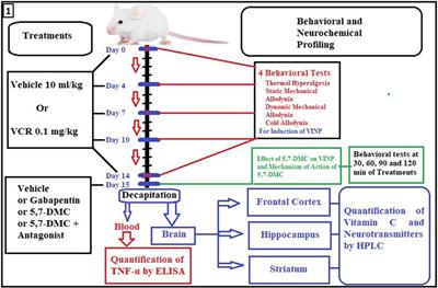 5,7-Dimethoxycoumarin ameliorates vincristine induced neuropathic pain: potential role of 5HT3 receptors and monoamines